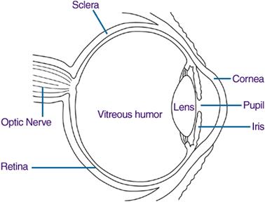 Description: http://www.nei.nih.gov/health/eyediagram/images/diagram.gif