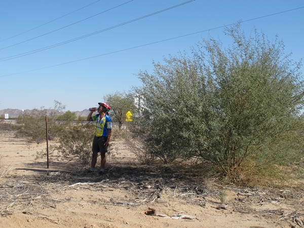 Photo is of Tauru standing in the shade of a tall bush drinking water. Desert landscape in the background with small shrubbery.