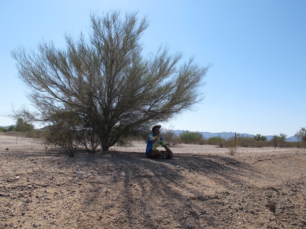 Photo is of Tauru sitting under a tree and drinking water.